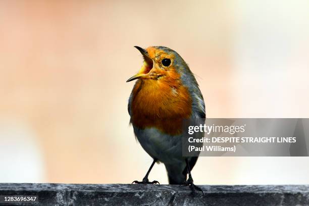 sing and the whole world sings with you - bird singing fotografías e imágenes de stock