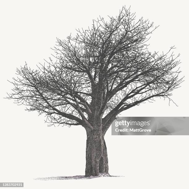 african baobab tree - baobab stock illustrations