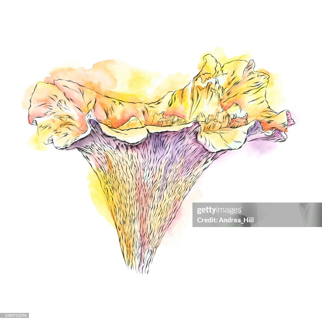 Chanterelle Mushroom Watercolor and Ink Drawing. Vector EPS10 Illustration