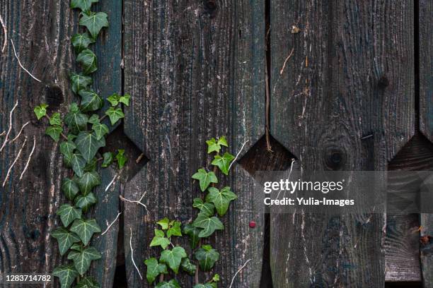 fresh green tendrils of ivy on a wooden fence - stealth stock pictures, royalty-free photos & images