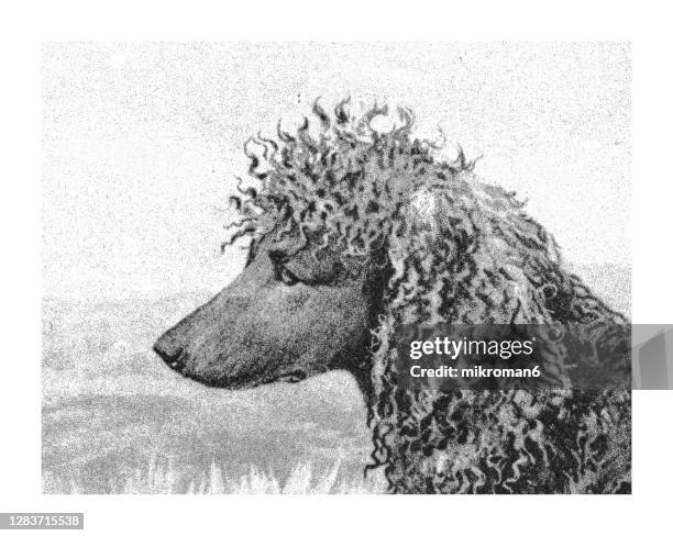 Bryn Parry Grußkarte Mit Irish Water Spaniel Cartoon – Perfekt Für Hundefreunde