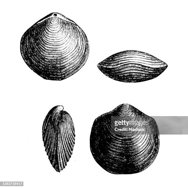 spiriferida (spirigera concentrica) ist eine ordnung ausgestorbener artial-brachiopoden-fossilien, die für ihre lange scharnierlinie bekannt sind, die oft der breiteste teil der schale ist. - exogyra arietina stock-grafiken, -clipart, -cartoons und -symbole