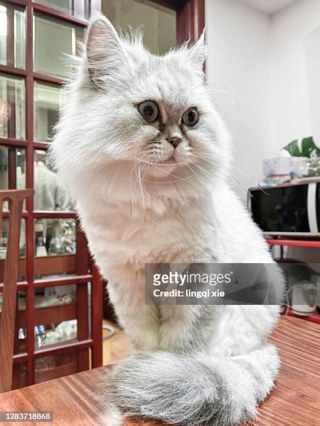 a white british shorthair domestic cat squatting on the table - persian stock-fotos und bilder
