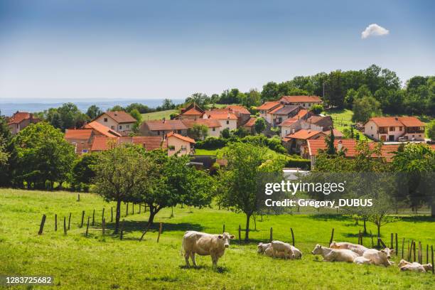 group of white cows grazing near a small old french village on hill in alps mountains in spring - village stock pictures, royalty-free photos & images