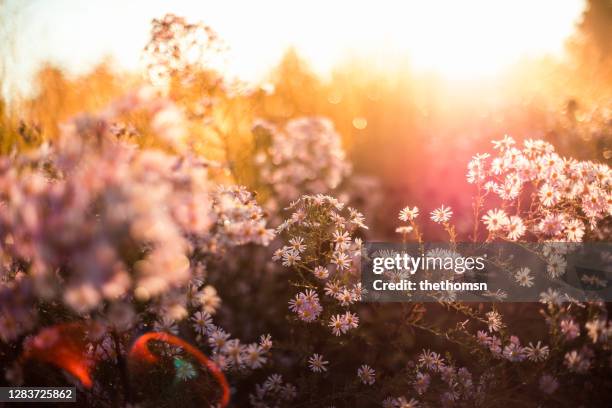 aster flowers with warm backlight, germany - hot pink stockfoto's en -beelden
