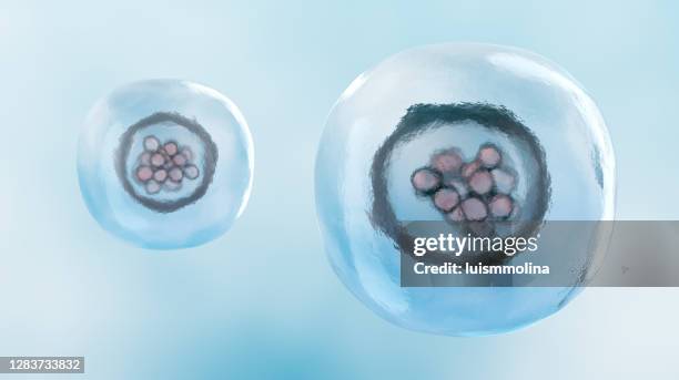 human cell division - meiose imagens e fotografias de stock