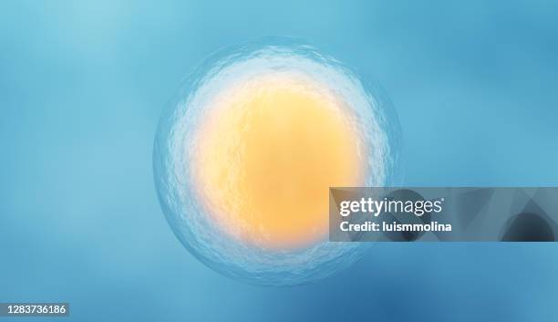 human cells - human egg cell stock pictures, royalty-free photos & images