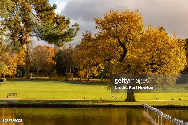 cannon hill park, birmingham, 03/11/2020 autumn landscape photos"n - birmingham west midlands stockfoto's en -beelden