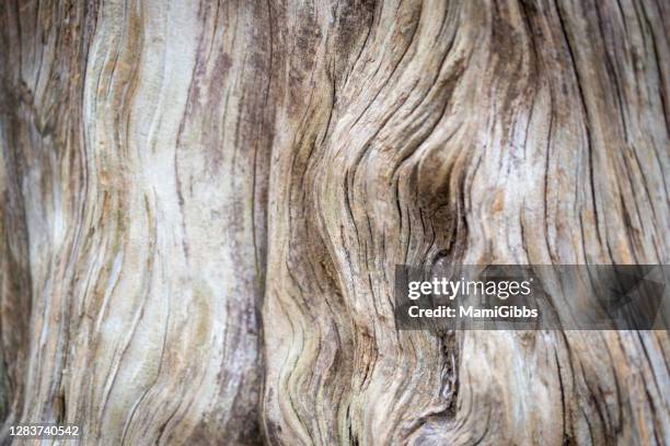 old stump bark - tree trunk stock pictures, royalty-free photos & images