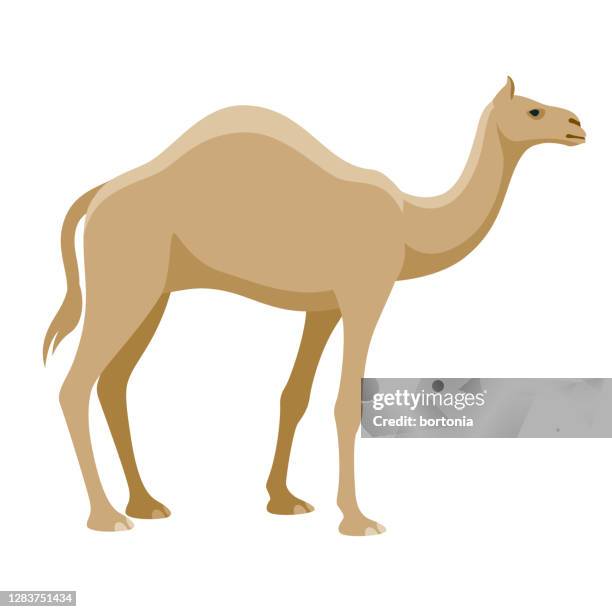 illustrations, cliparts, dessins animés et icônes de icône de chameau sur le fond transparent - camel