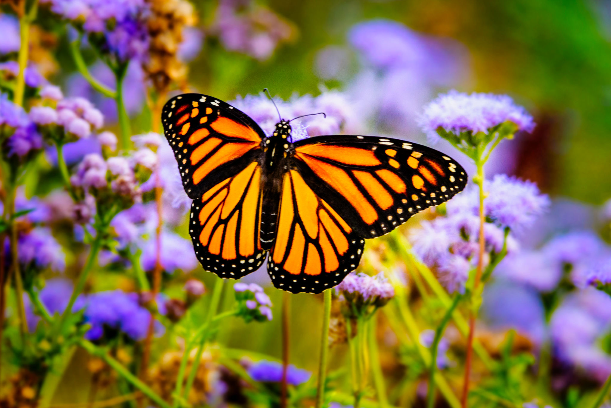 butterfly garden
