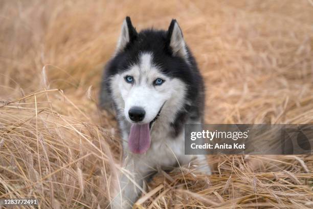huskies are lying in the crop - siberian husky stock pictures, royalty-free photos & images