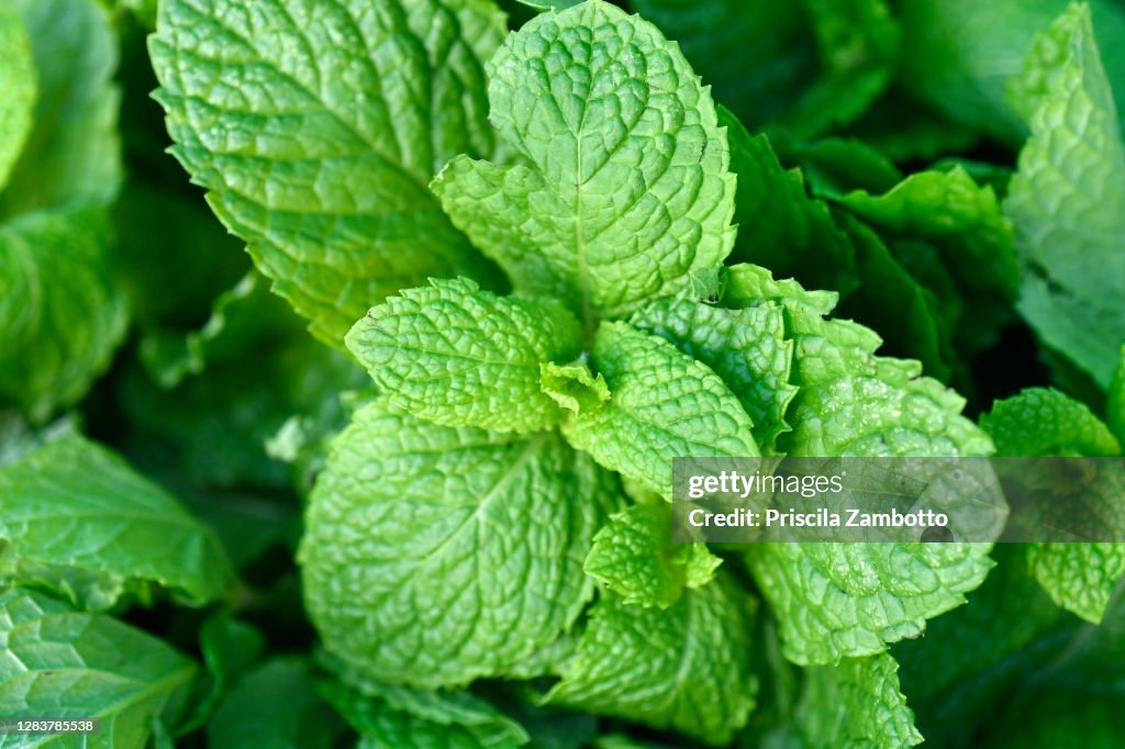 Mint Leaves