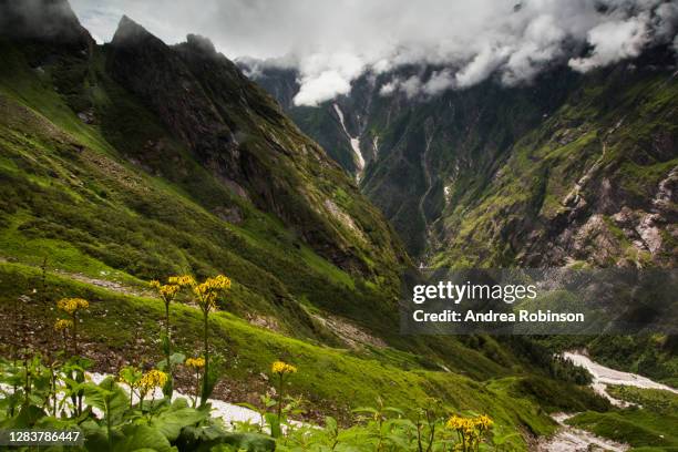 the view across a glacier with ligularia flowering in the foreground on the road to sri hemkund sahib sacred pilgrimage site in the valley of flowers in the himalayas - valley of flowers uttarakhand stock-fotos und bilder