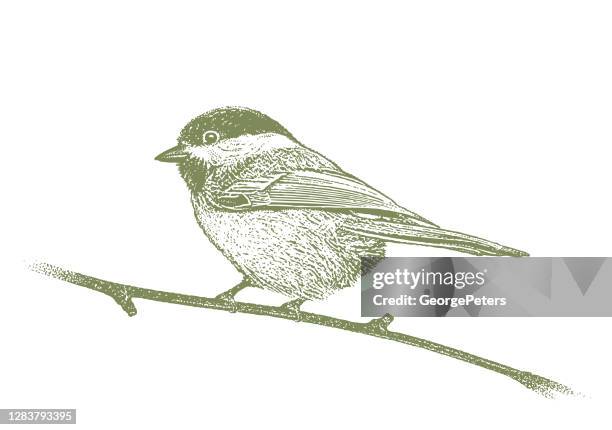 chickadee - chickadee stock illustrations