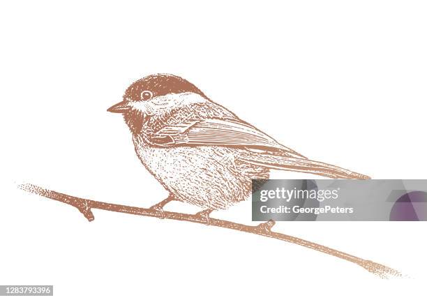 chickadee - chickadee stock illustrations