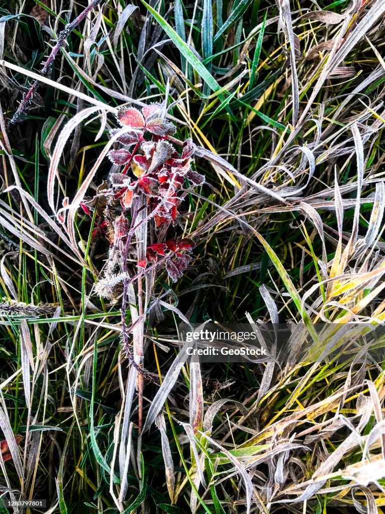 A Prairie Wild Rose stem coated in hoarfrost in grass.