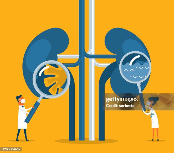 kidneys - human kidney stock illustrations