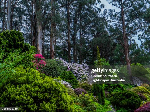 Springtime In Australia 1,010 Australian National Flower Stock Photos, High-Res Pictures, and ...