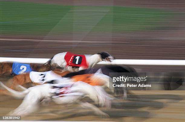 greyhound racing, uk - greyhounds racing stockfoto's en -beelden