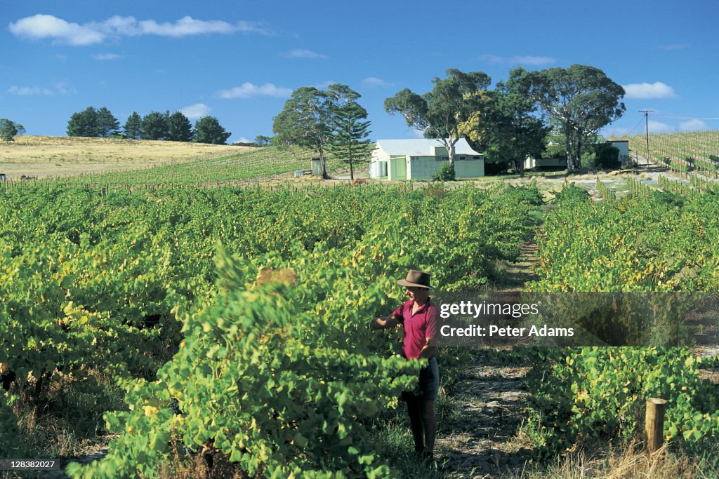 Australia, Vineyard