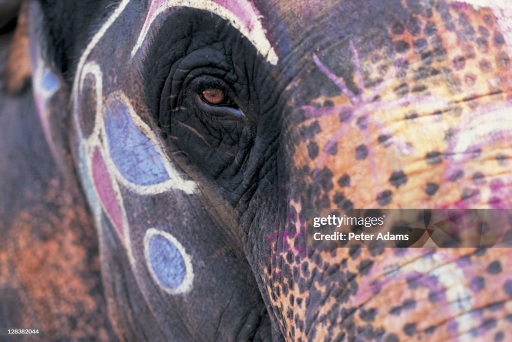 Goa, India, Close-up of elephants eye