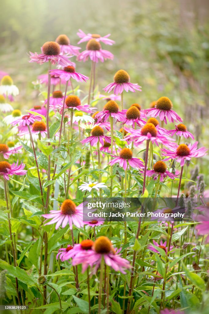 Beautiful summer flowering, pink, Echinacea purpurea flowers also known as Coneflowers