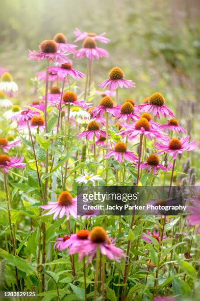 beautiful summer flowering, pink, echinacea purpurea flowers also known as coneflowers - equinácea fotografías e imágenes de stock