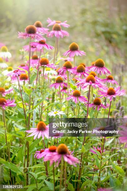 beautiful summer flowering, pink, echinacea purpurea flowers also known as coneflowers - flowering plant - fotografias e filmes do acervo