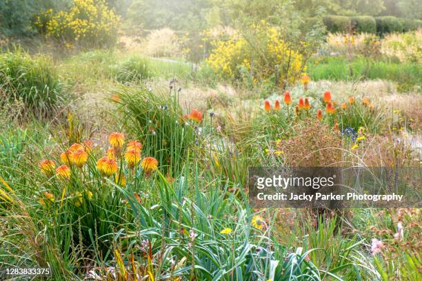 prairie planting summer borders with red hot pokers also known as kniphofia - プレーリー ストックフォトと画像