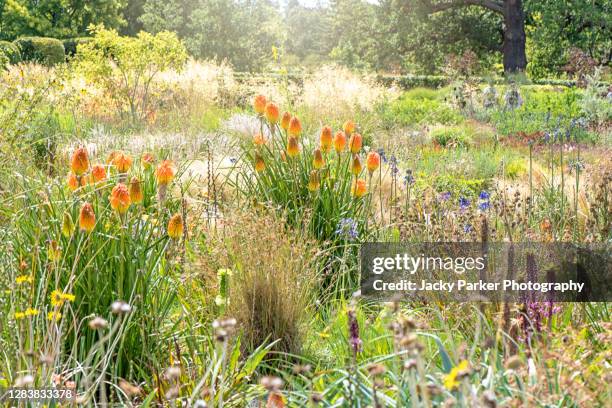 prairie planting summer borders with red hot pokers also known as kniphofia - prairie fotografías e imágenes de stock