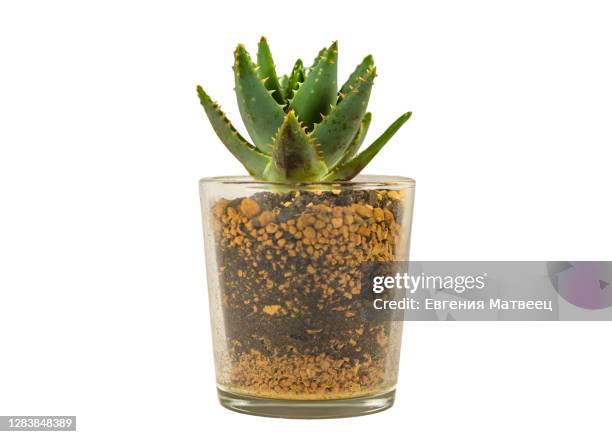 aloe succulent garden container plant endemic southern africa in transparent glass planter pot - pot plant gift stock pictures, royalty-free photos & images