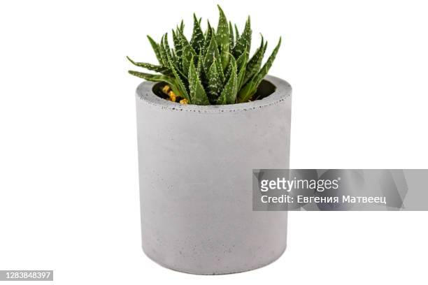 haworthia succulent garden container plant endemic southern africa in grey concrete planter pot - pot plant gift stock pictures, royalty-free photos & images