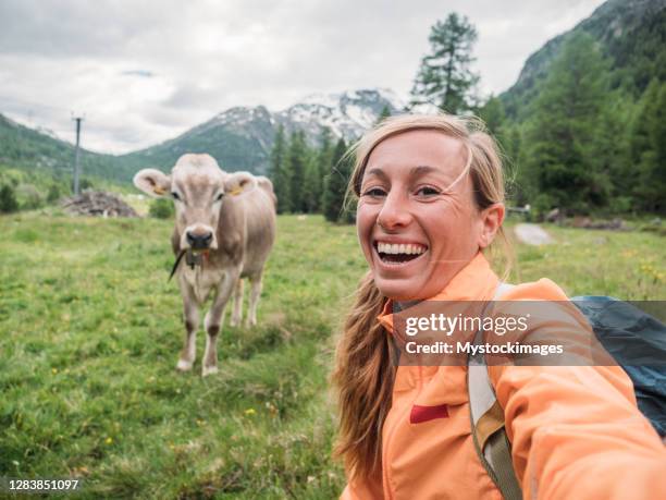 gelukkige vrouw die pret heeft die selfie met koe in weide neemt - animal selfies stockfoto's en -beelden