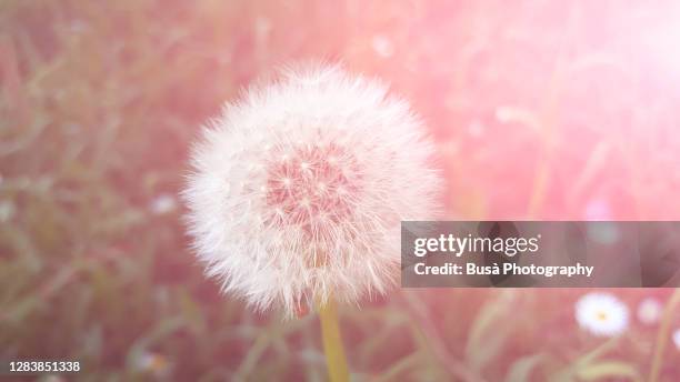 toned image of a dandelion with pollen against grass - allergia foto e immagini stock