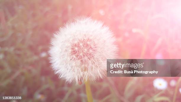 toned image of a dandelion with pollen against grass - pollination stock pictures, royalty-free photos & images