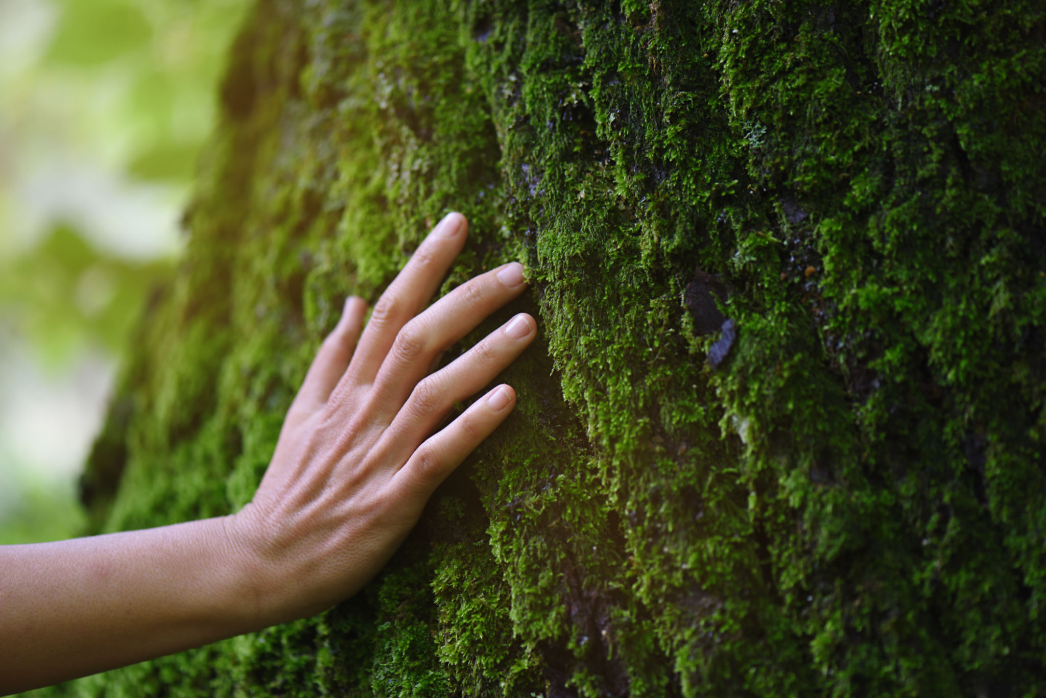 environmental tree challenges