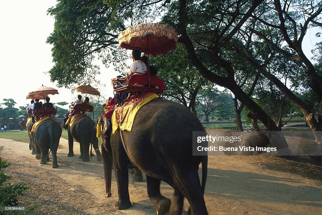 Thailand, Ayutthaya, Elephant trekking