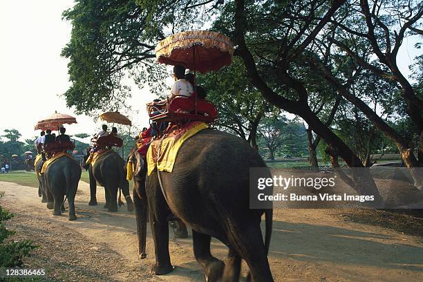 thailand, ayutthaya, elephant trekking - riding elephant stock pictures, royalty-free photos & images