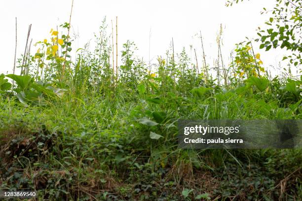 green beans harvest - feijão catarino imagens e fotografias de stock