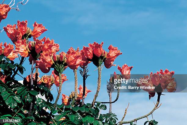 flora plant, bermuda - bermuda stock pictures, royalty-free photos & images