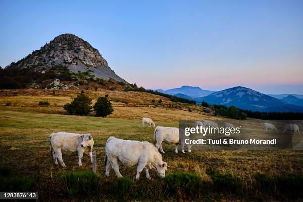 france, ardeche, mont gerbier-de-jonc - loire valley spring stock pictures, royalty-free photos & images