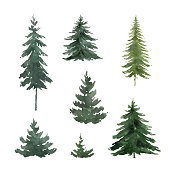 Watercolor vector set with green fir trees. Hand painted illustration for greeting floral postcard and invitations isolated on white 
background.