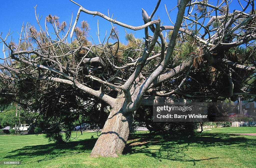 CA, Del Mar, Leaning tree