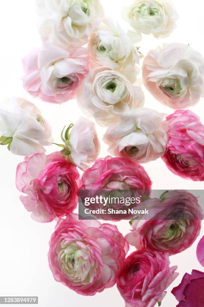 Fresh Cut Ranunculus Ranunculus Stock Photos Photos and Premium High Res Pictures - Getty Images