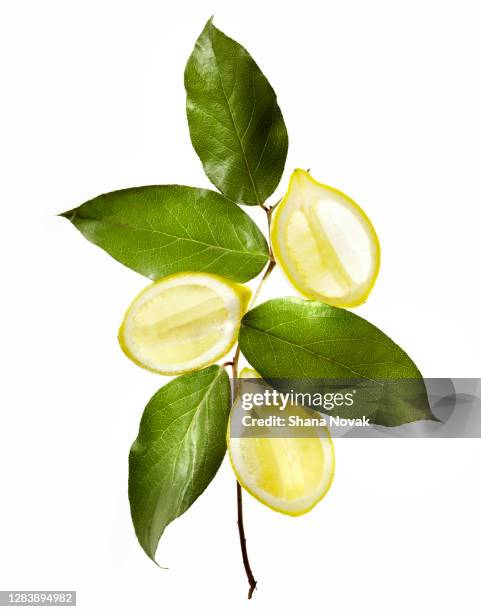 lemon tree branch - citrus limon foto e immagini stock