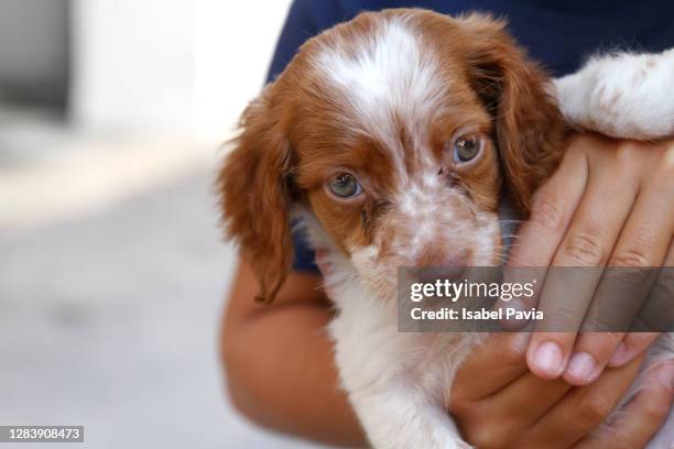 boy hugging little dog - animal shelter stock pictures, royalty-free photos & images