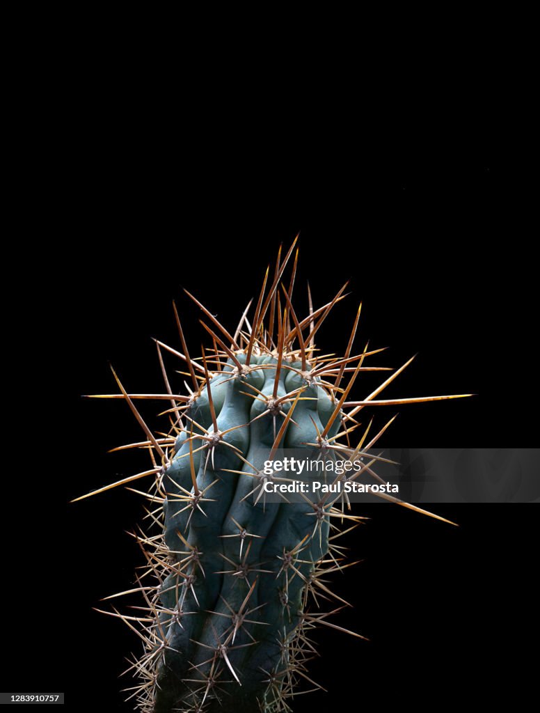 Browningia hertlingiana (blue cactus, blue cereus)