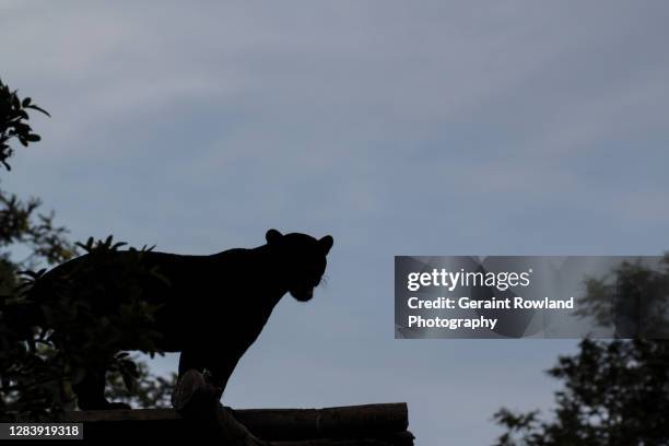 cat sighting, uk - fauve photos et images de collection