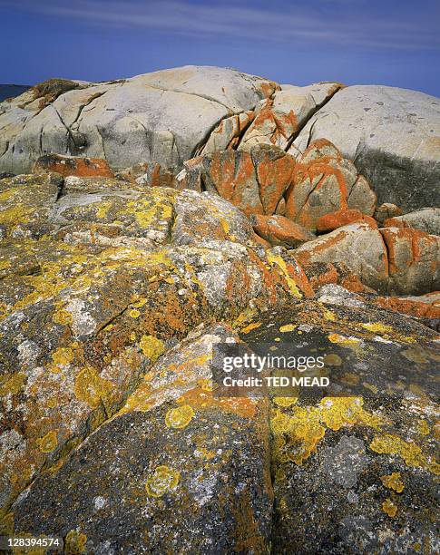 lichen on rock, bay of fire, east coast tasmania, australia. - lichen stock pictures, royalty-free photos & images